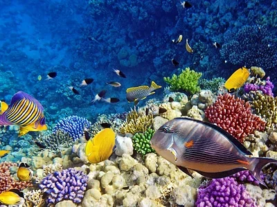 Wadi El Gemal National Park