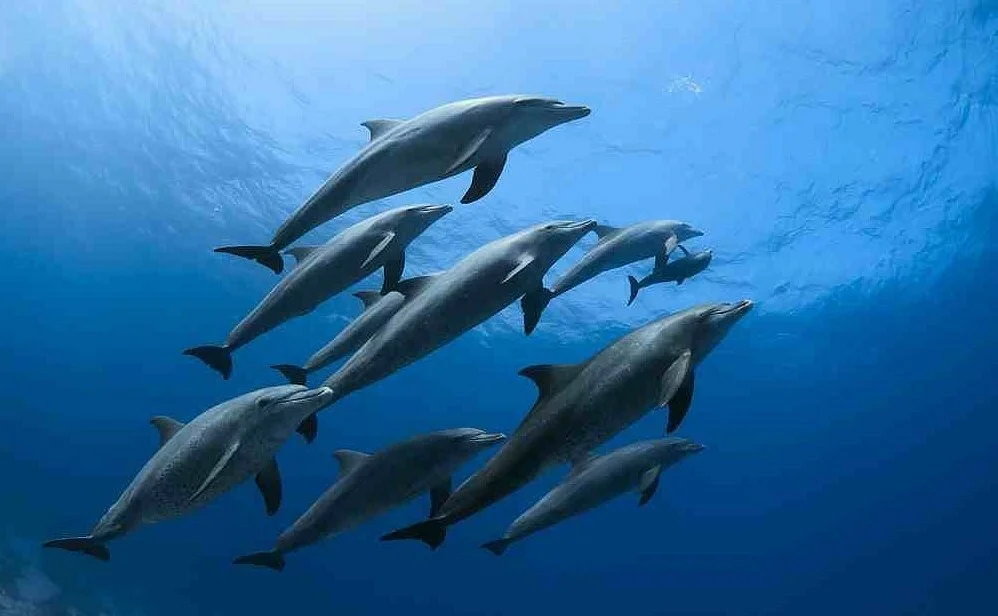 Dolphin House - Top attraction in Red Sea region