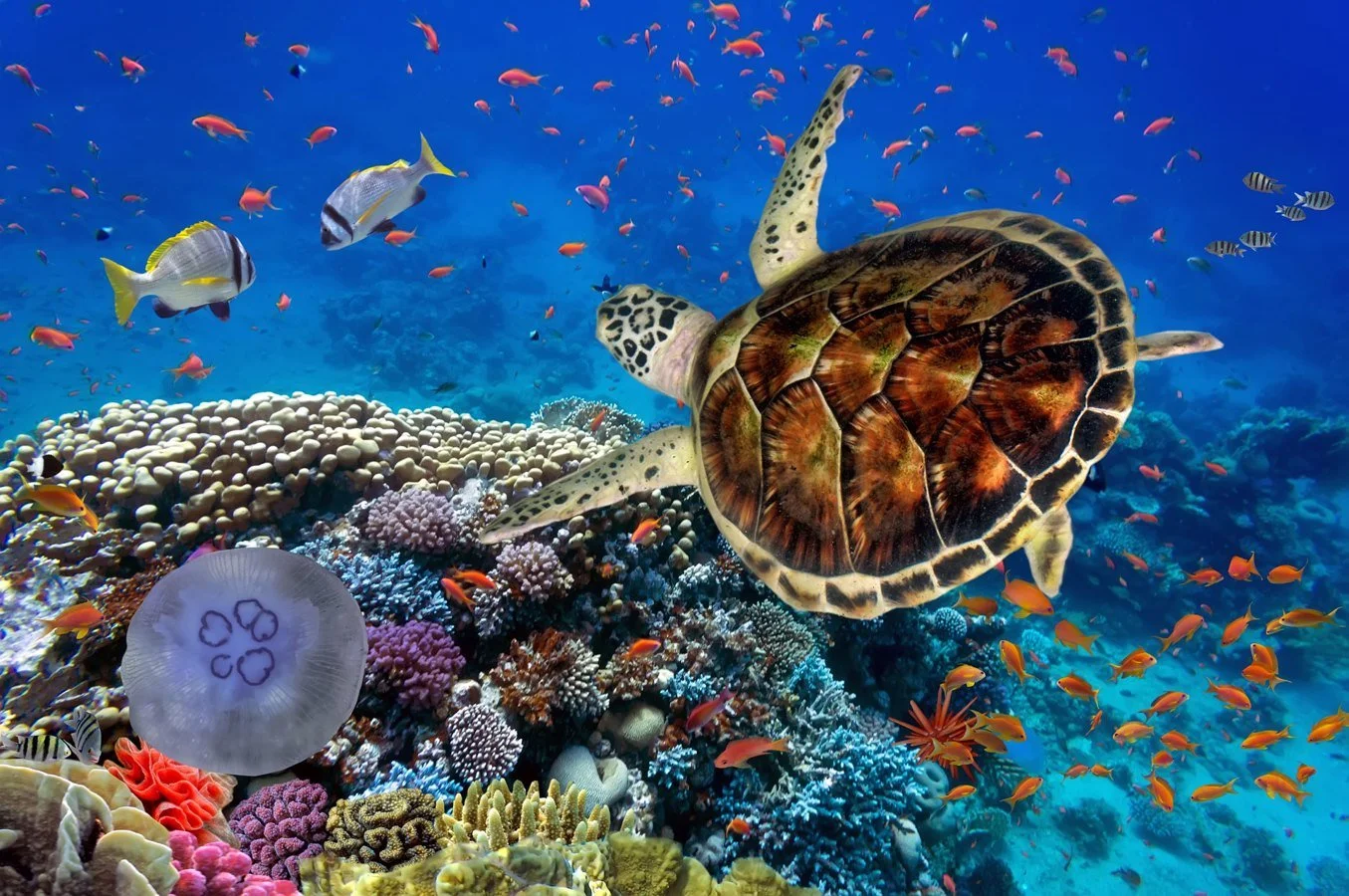 Marsa Alam Diving 2026: Untamed Reefs, Turtles & Family-Friendly Red Sea