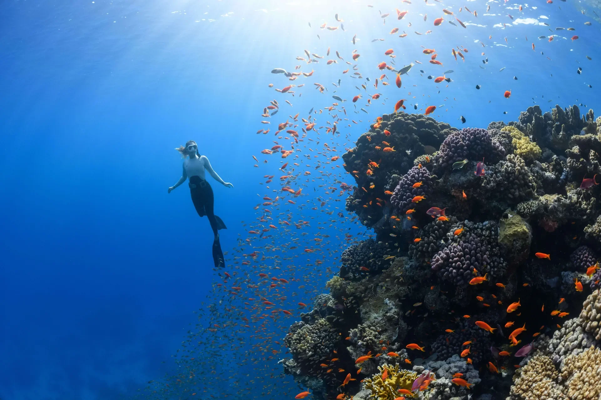 Top Red Sea Diving and Snorkeling Spots for 2026: Best Sites, Seasons, and Tips