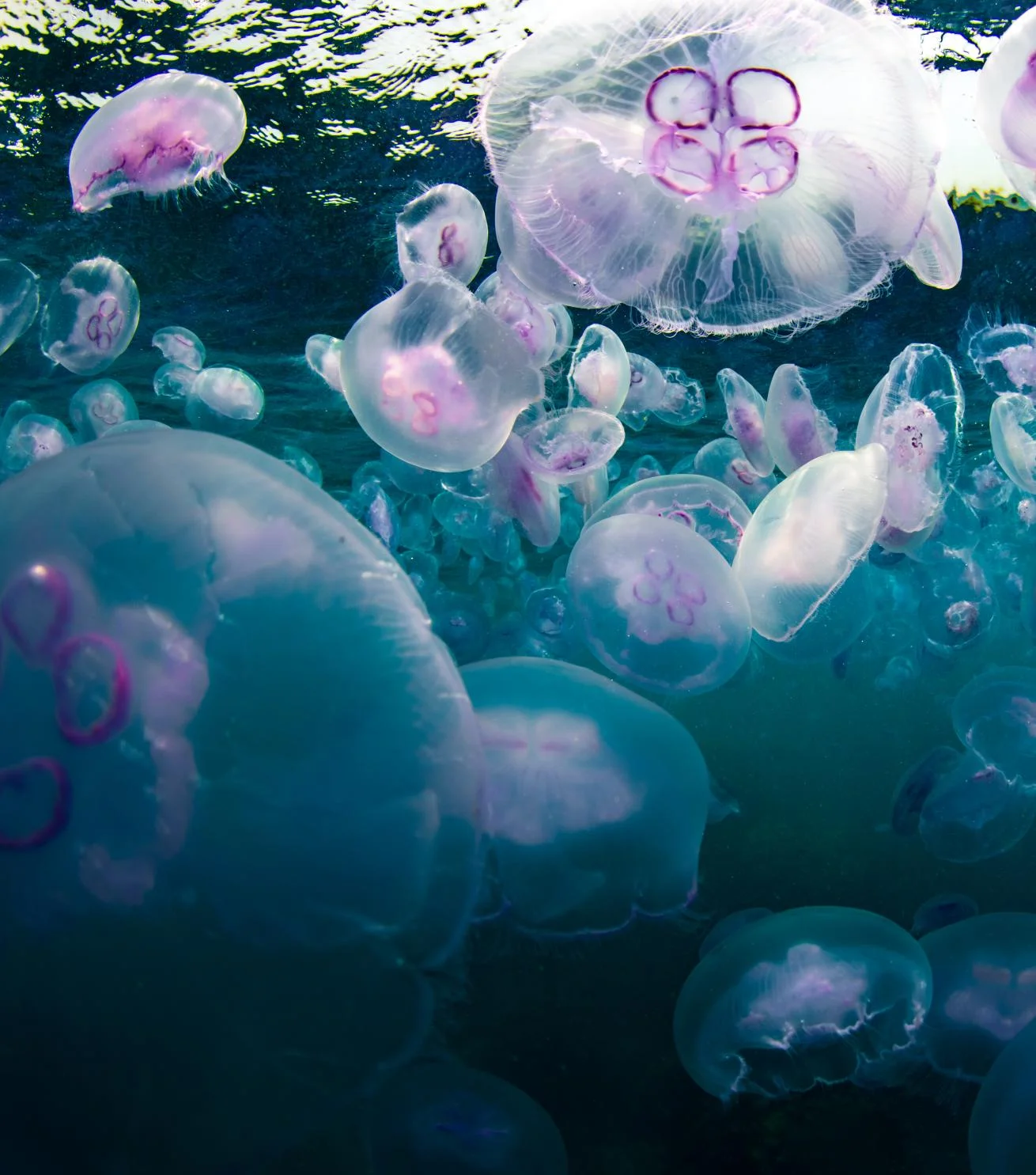 Red Sea by Night: Bioluminescence, Night Dives & Moonlit Cruises 2026