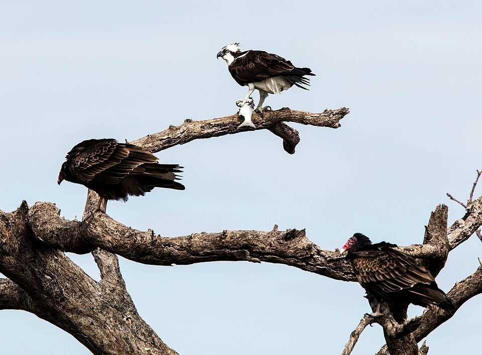 Two snorkelers glide above submerged columns and arch outlines near the Old Town pier in Sahl Hasheesh, with small anthias fish hovering over coral heads.