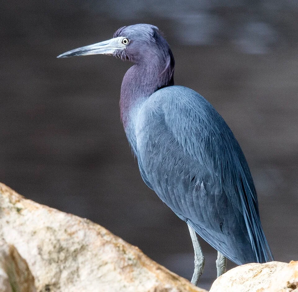 A couple in resort wear walks the palm-lined promenade at Sahl Hasheesh at golden hour, boutiques glowing and the bay catching the last copper light.