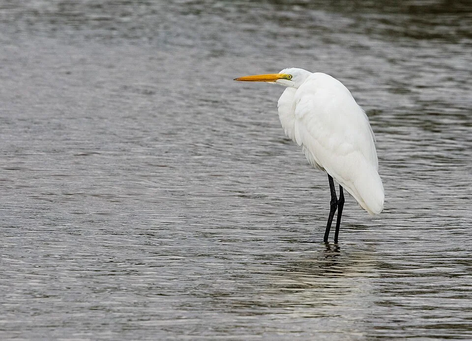 A diver maintains careful trim above a hard coral shelf with small anthias clouds, light beams filtering through the clear Red Sea water.