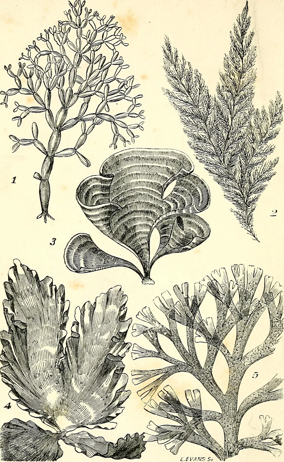 Snorkelers descend a resort jetty ladder into clear Red Sea water, avoiding the shallow coral table near the entry point.