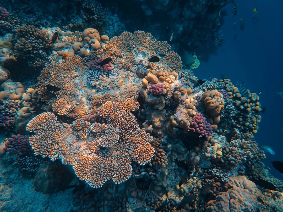 Clustered coral pinnacles rise from sandy bottom at Tobia Arbaa near Safaga, with divers silhouetted against bright blue water.