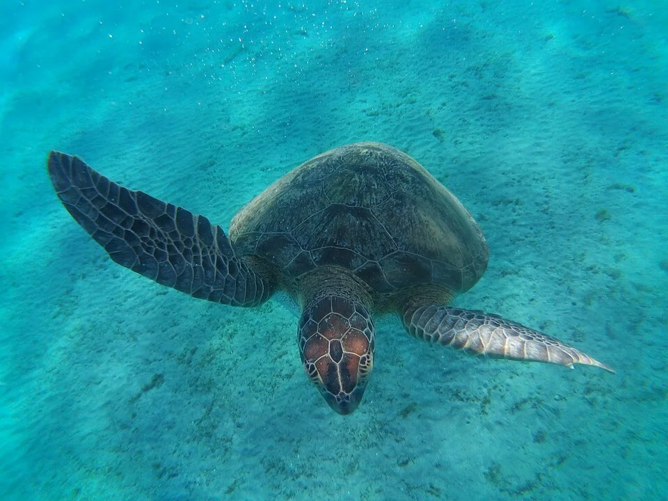 Two green sea turtles grazing on a bright seagrass meadow in the clear waters of Abu Dabbab Bay, with soft sunbeams filtering through.