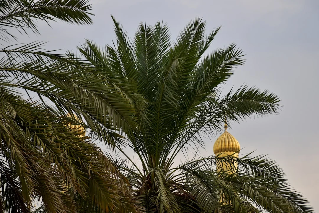The wide, palm-lined promenade of Sahl Hasheesh at dusk, with elegant Moorish-style buildings and soft lighting.