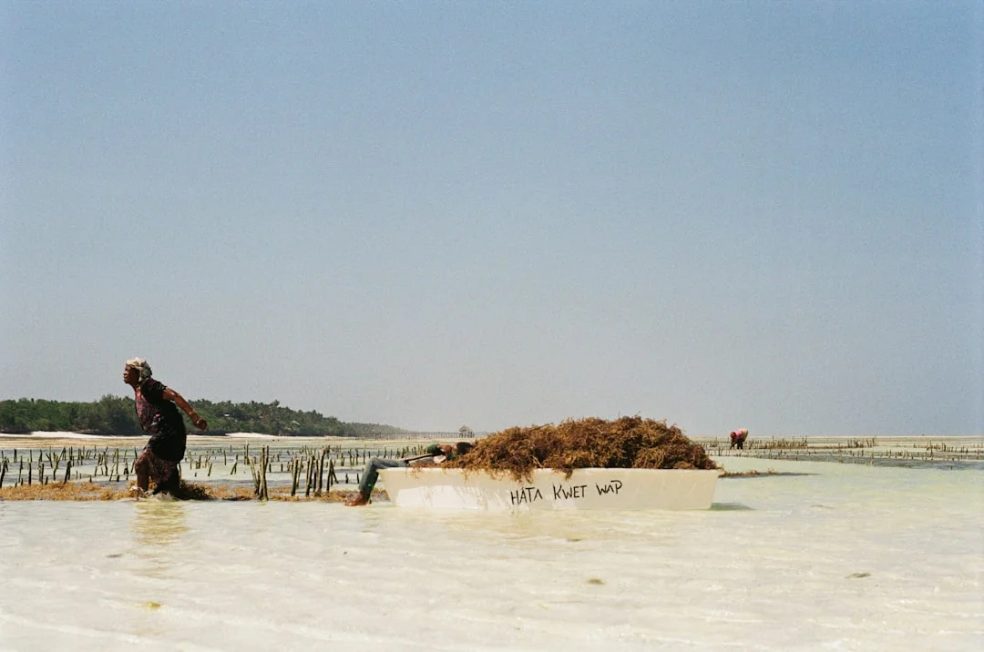 A rare dugong, or sea cow, grazing peacefully on a seagrass bed in the clear waters of Marsa Alam.