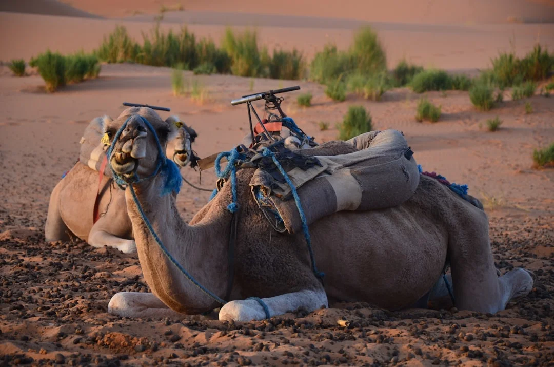 Tourists riding quad bikes through the desert mountains near the Red Sea at sunset.