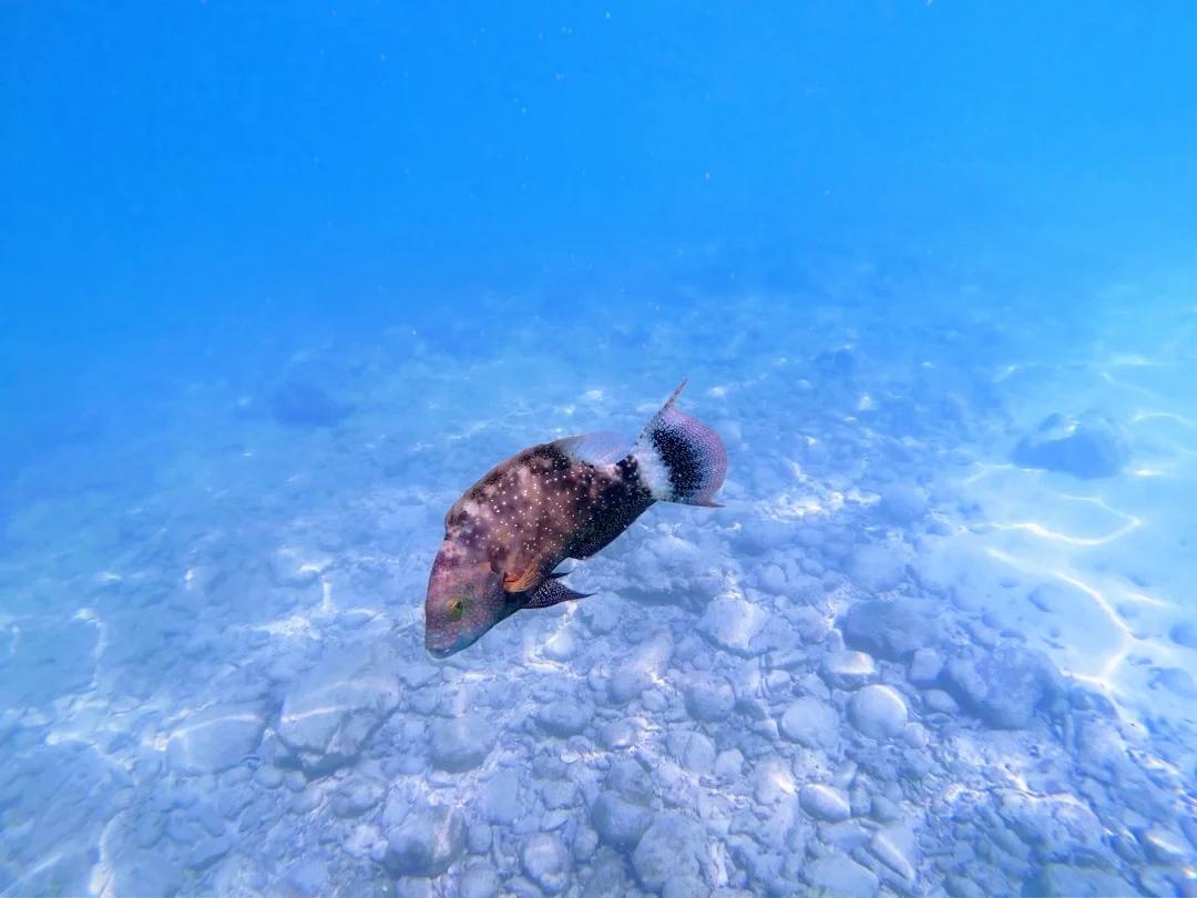 Green sea turtle swimming above seagrass in a tranquil Marsa Alam bay with soft morning light