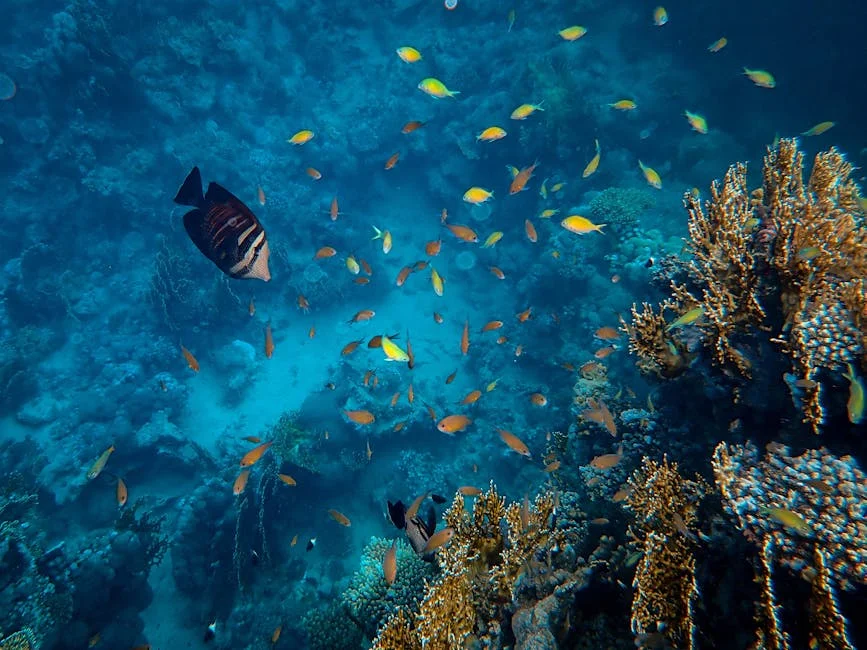 Snorkelers over neon coral gardens in the Fury Shoals near Hamata, southern Red Sea destinations.