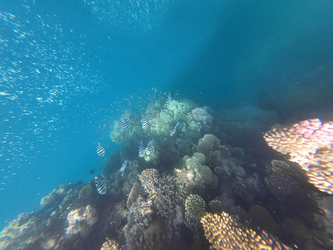 Snorkeler above a bright coral garden off Hurghada with anthias schooling around a reef ledge