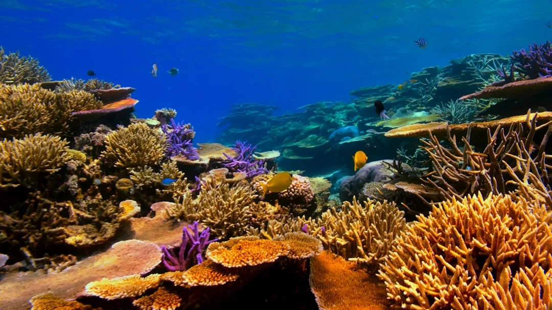Underwater scene near Sharm El Sheikh with branching corals, anthias fish schools, and clear 25-meter visibility