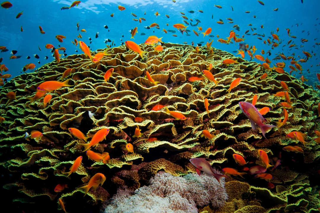 Underwater scene at a Giftun Islands reef: branching coral heads with anthias fish and a snorkeler floating above in clear, sunlit water.