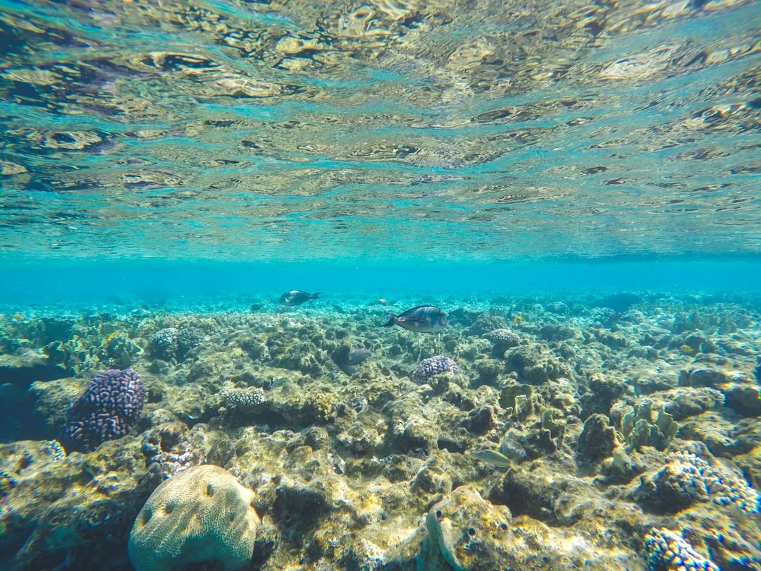 Snorkelers following a Hurghada diving guide over shallow coral reef near Giftun Island