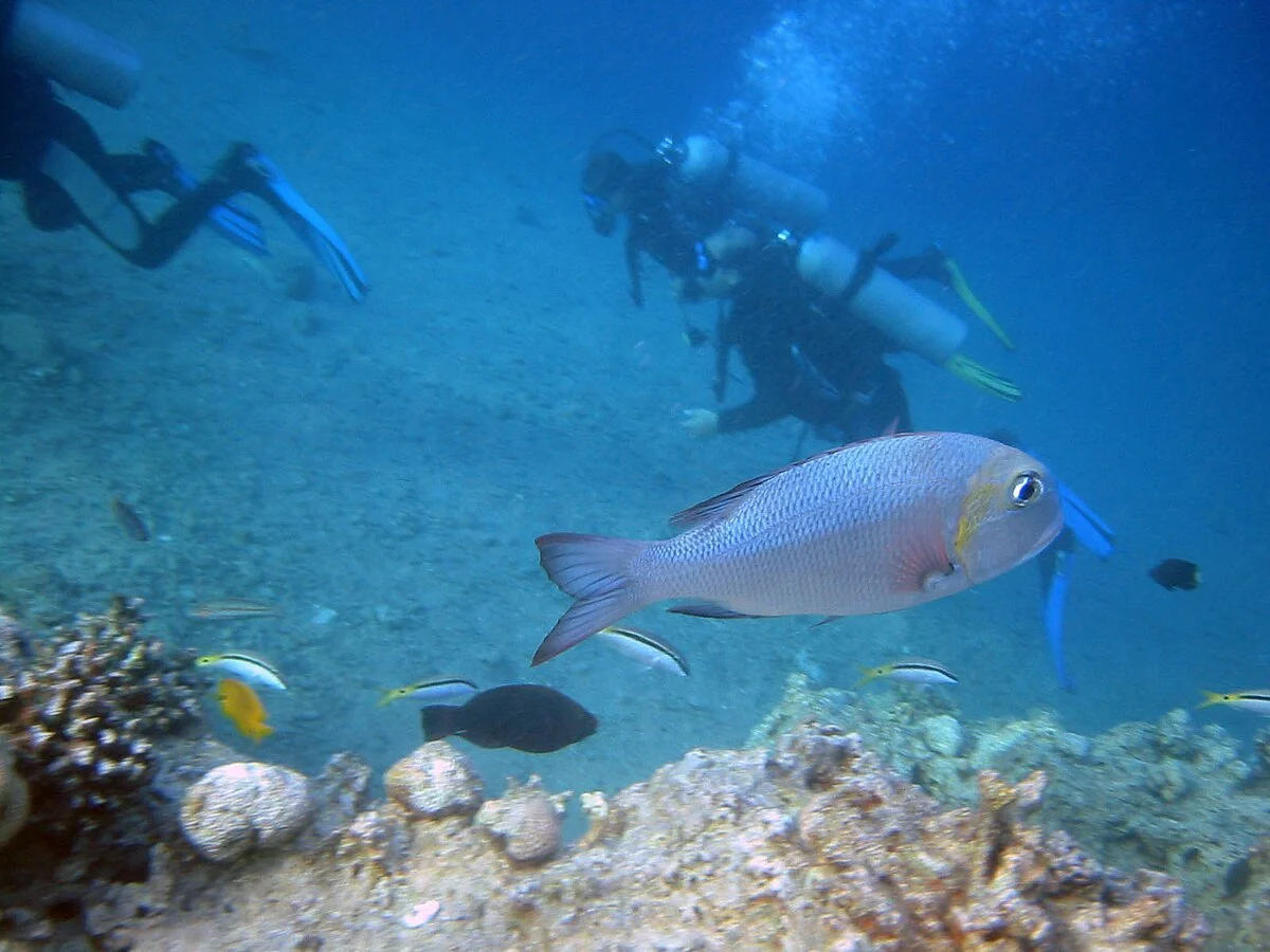 Divers hovering above a coral reef in the Red Sea