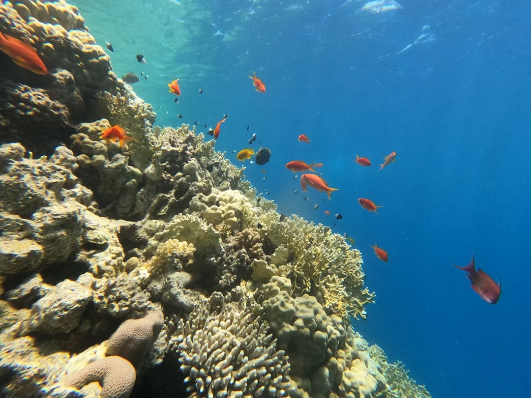 Snorkelers exploring shallow coral reefs on Hurghada boat trips to Orange Bay