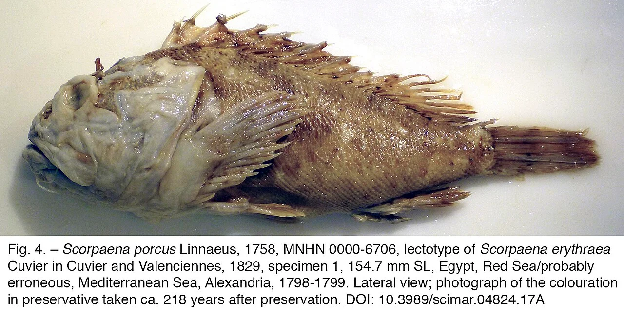 Hurghada marina restaurants and boats at night