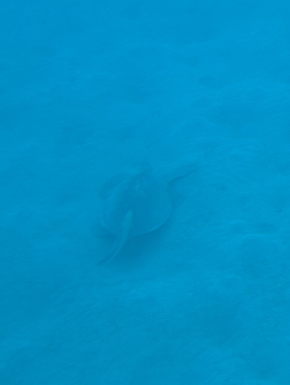 Traveler photo 3