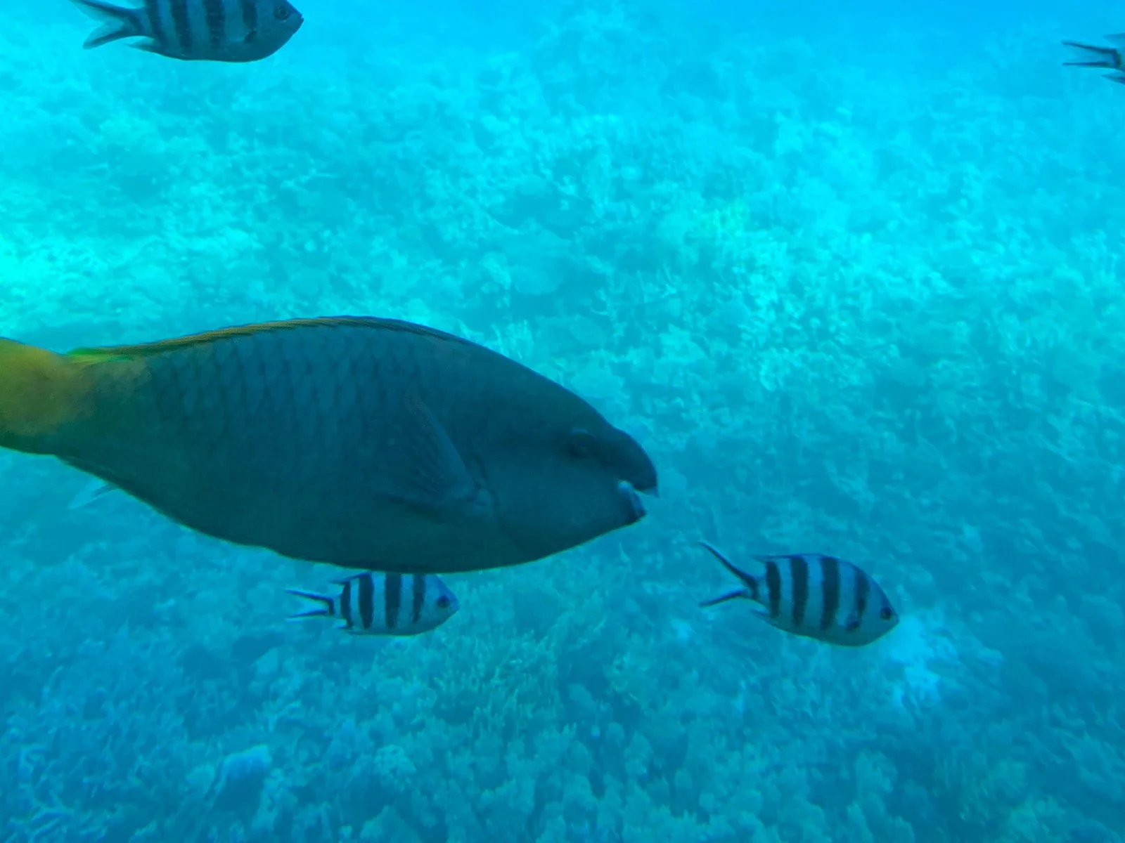Hurghada: Glass-bottom boat reef-viewing cruise