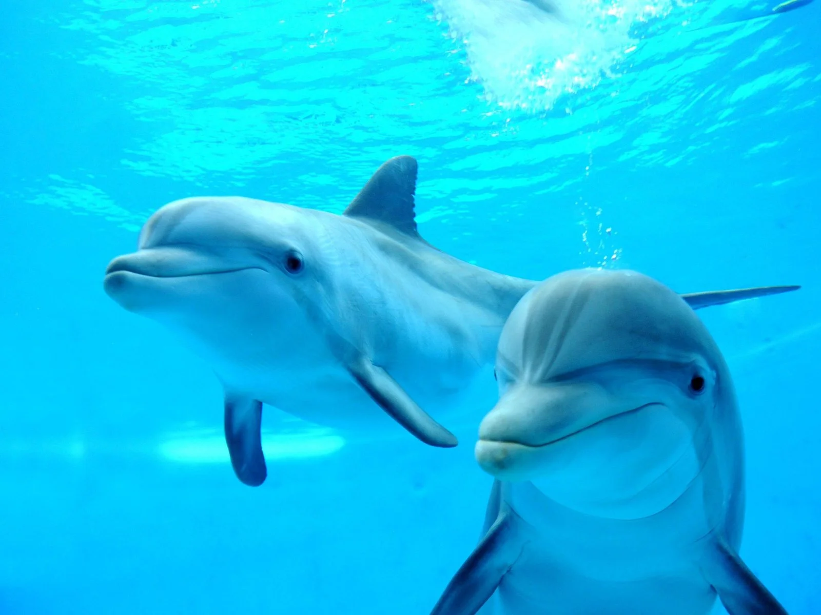 Hurghada: Dolphin Photo Session with Transfer