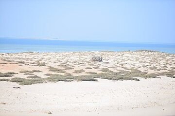 Hamata and Qulaan Islands Boat Tour from Marsa Alam - Image 2
