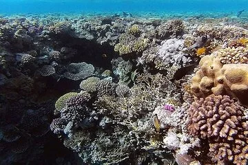 White Island and Ras Mohamed Cruise Adventure from Sharm ElSheikh - Image 2