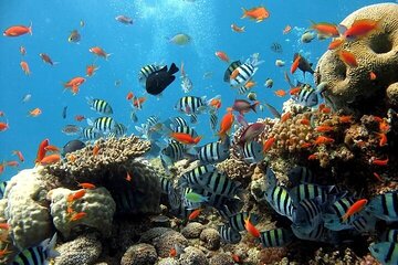 Semi-Submarine Tour and Snorkeling Hurghada - Image 3