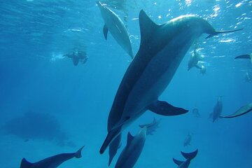 VIP Dolphin Swimming And Snorkeling Adventure from Hurghada - Image 1