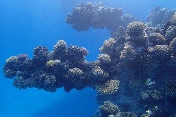 VIP Dolphin Swimming And Snorkeling Adventure from Hurghada - Image 2