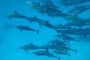 VIP Dolphin Swimming And Snorkeling Adventure from Hurghada - Image 3