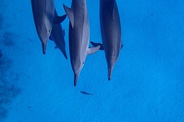 VIP Dolphin Swimming And Snorkeling Adventure from Hurghada - Image 4