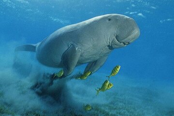 Marsa Mubarak Boat Trip with Dugongs and Turtles in Marsa Alam - Image 1