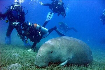 Marsa Mubarak Boat Trip with Dugongs and Turtles in Marsa Alam - Image 4