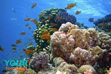 Snorkeling trips from Hurghada - Image 2