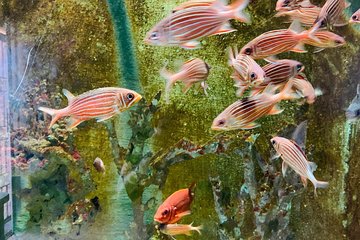 Hurghada Shopping Tour with Dinner - Image 4