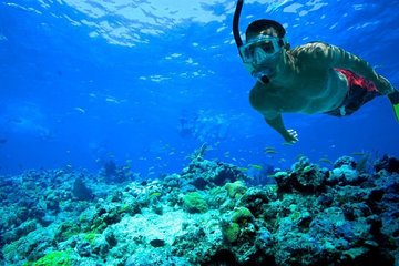 Sharm el-Sheikh: Snorkel & Camel Safari at Blue Hole - Image 3