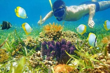 Sharm el-Sheikh: Snorkel & Camel Safari at Blue Hole - Image 4