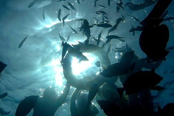PADI Rescue Diver Course - Image 2