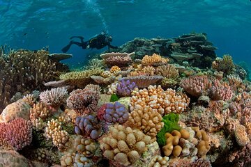 Discover Utopia Beach Snorkeling Adventure with Lunch in Hurghada - Image 1
