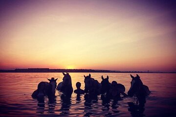 3 Hours Swimming By Horse on the Beach and Dessert in Hurghada - Image 2