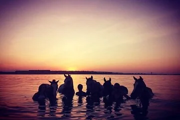 3 Hours Swimming By Horse on the Beach and Dessert in Hurghada - Image 2