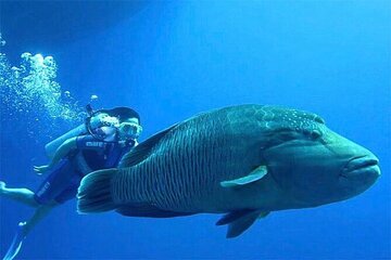 White Island and Ras Mohamed Cruise Adventure Sharm El Sheikh - Image 1