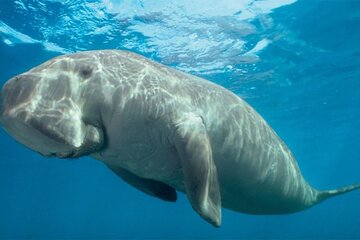 Marsa Mubarak Boat Trip with Dugongs and Turtles in Marsa Alam - Image 1