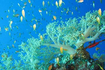 Marsa Mubarak Boat Trip with Dugongs and Turtles in Marsa Alam - Image 2