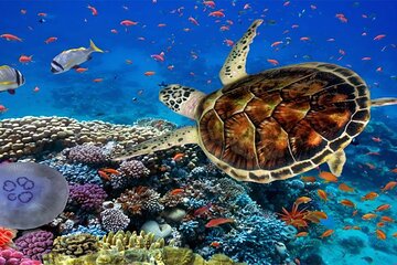 Marsa Mubarak Boat Trip with Dugongs and Turtles in Marsa Alam - Image 3