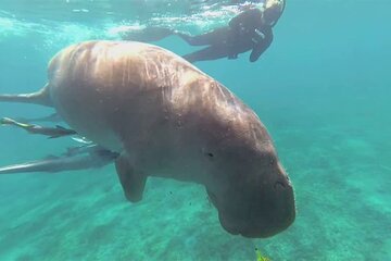 Marsa Mubarak Boat Trip with Dugongs and Turtles in Marsa Alam - Image 4