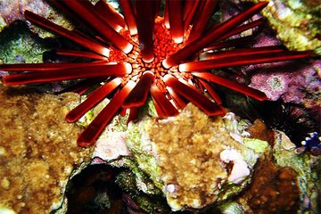 Canyon and Blue Hole Snorkeling Trip with Lunch from Sharm el Sheikh - Image 2
