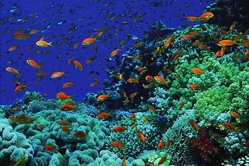 Canyon and Blue Hole Snorkeling Trip with Lunch from Sharm el Sheikh - Image 4